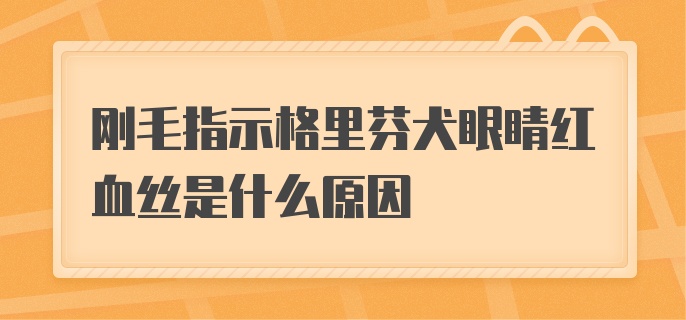 刚毛指示格里芬犬眼睛红血丝是什么原因