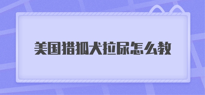 美国猎狐犬拉尿怎么教