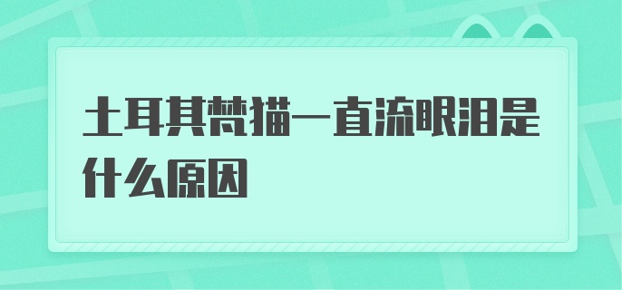 土耳其梵猫一直流眼泪是什么原因