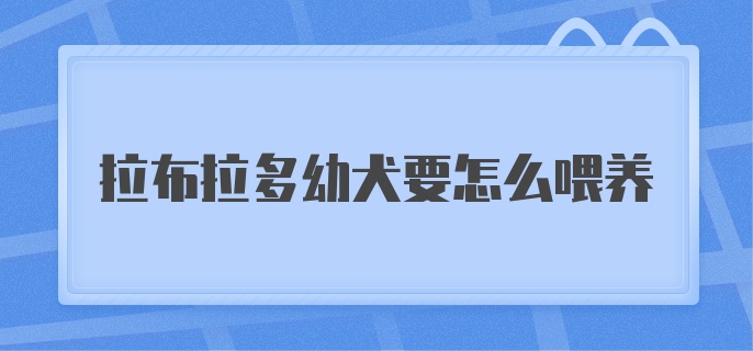 拉布拉多幼犬要怎么喂养