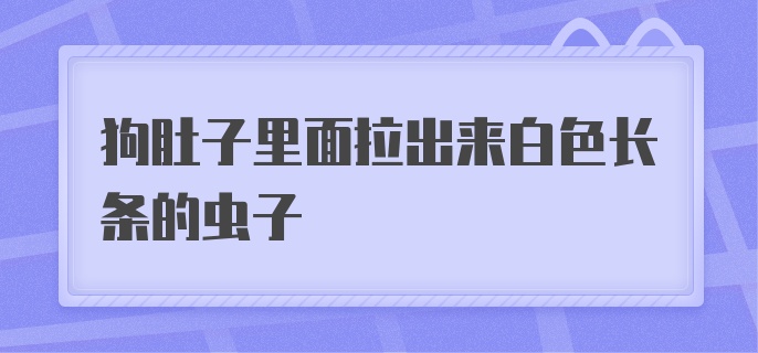 狗肚子里面拉出来白色长条的虫子