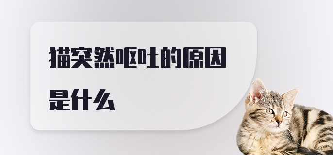 猫突然呕吐的原因是什么