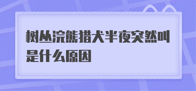 树丛浣熊猎犬半夜突然叫是什么原因