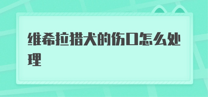 维希拉猎犬的伤口怎么处理