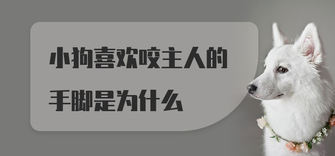 小狗喜欢咬主人的手脚是为什么