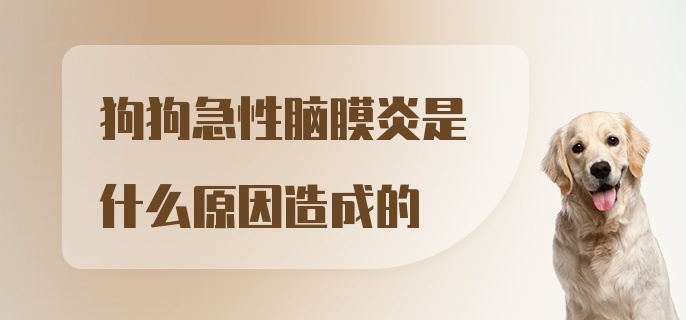 狗狗急性脑膜炎是什么原因造成的