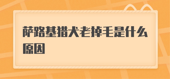 萨路基猎犬老掉毛是什么原因