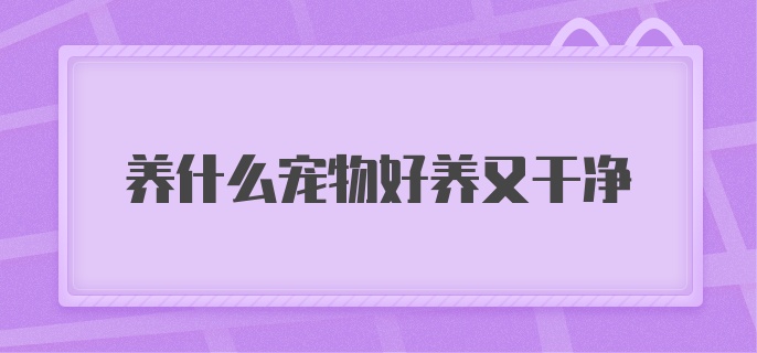 养什么宠物好养又干净