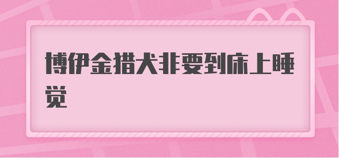 博伊金猎犬非要到床上睡觉