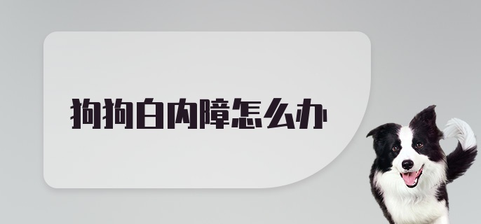 狗狗白内障怎么办