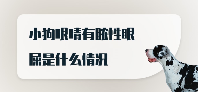 小狗眼睛有脓性眼屎是什么情况