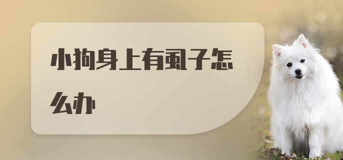 小狗身上有虱子怎么办