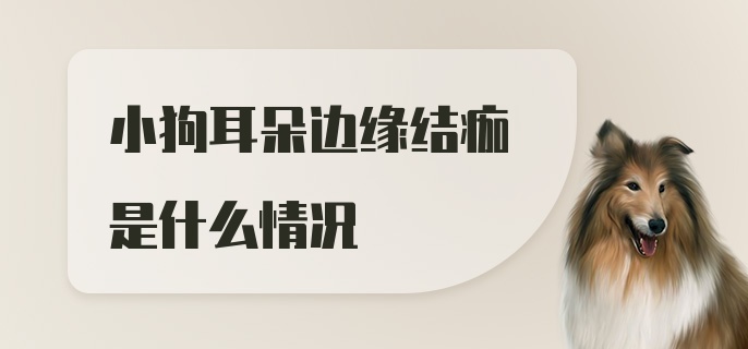 小狗耳朵边缘结痂是什么情况