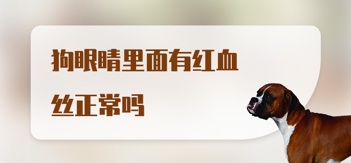 狗眼睛里面有红血丝正常吗