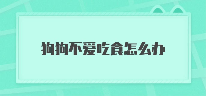 狗狗不爱吃食怎么办