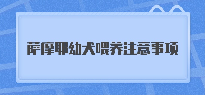 萨摩耶幼犬喂养注意事项