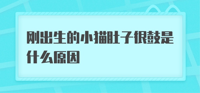 刚出生的小猫肚子很鼓是什么原因