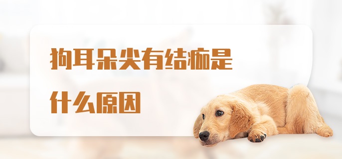 狗耳朵尖有结痂是什么原因