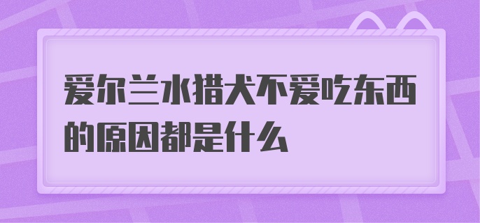 爱尔兰水猎犬不爱吃东西的原因都是什么