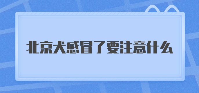 北京犬感冒了要注意什么