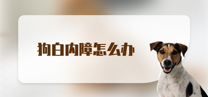 狗白内障怎么办