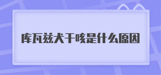 库瓦兹犬干咳是什么原因