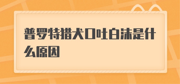 普罗特猎犬口吐白沫是什么原因