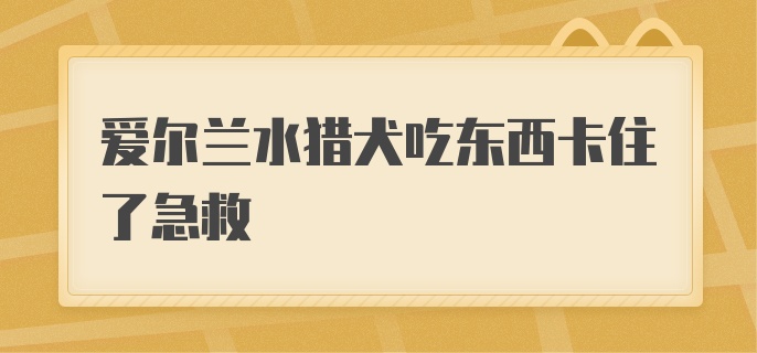 爱尔兰水猎犬吃东西卡住了急救