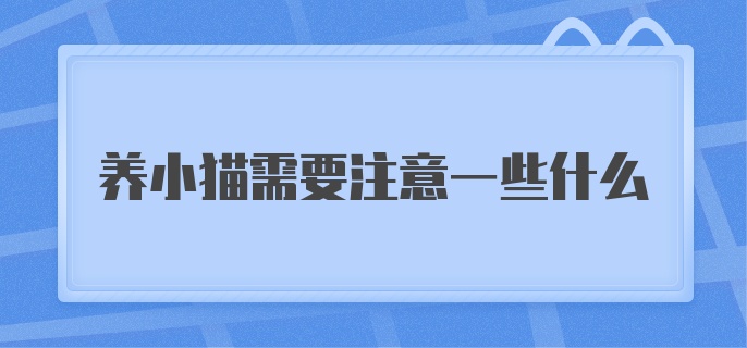 养小猫需要注意一些什么