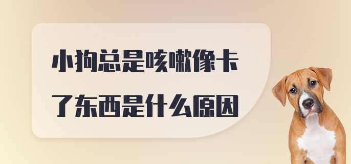 小狗总是咳嗽像卡了东西是什么原因