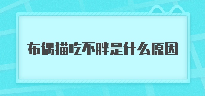 布偶猫吃不胖是什么原因