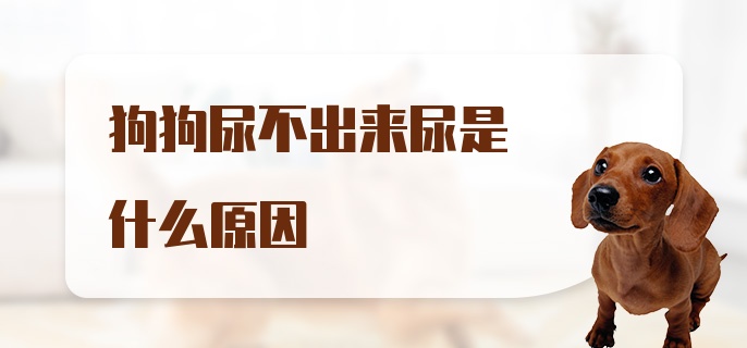 狗狗尿不出来尿是什么原因