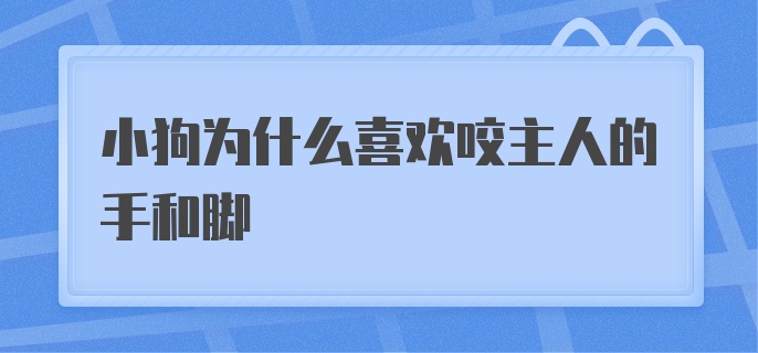 小狗为什么喜欢咬主人的手和脚