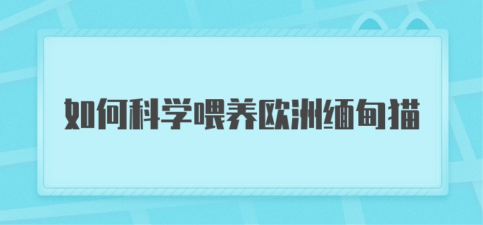 如何科学喂养欧洲缅甸猫