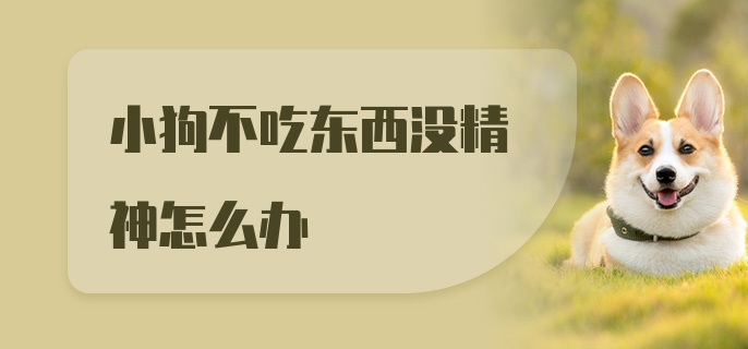 小狗不吃东西没精神怎么办