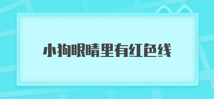 小狗眼睛里有红色线