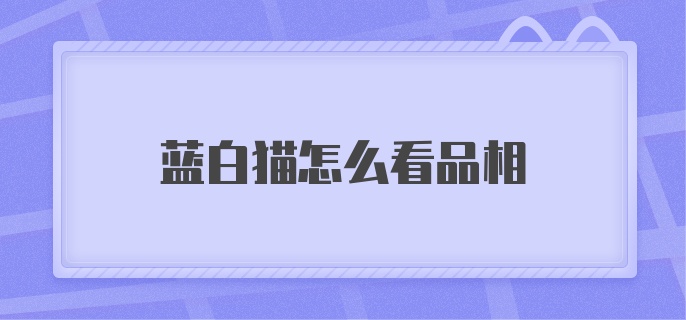 蓝白猫怎么看品相