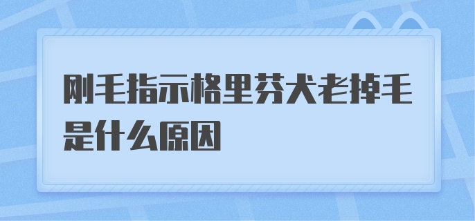 刚毛指示格里芬犬老掉毛是什么原因