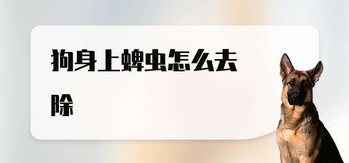 狗身上蜱虫怎么去除