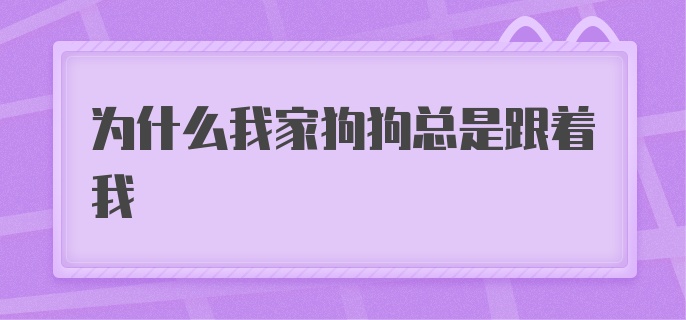 为什么我家狗狗总是跟着我