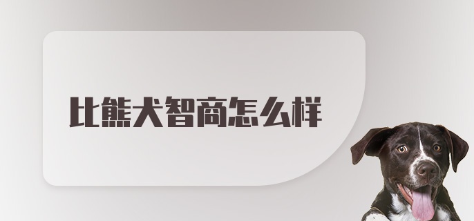 比熊犬智商怎么样