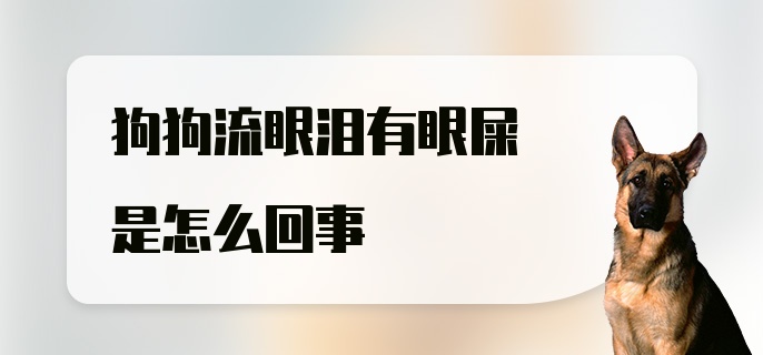 狗狗流眼泪有眼屎是怎么回事