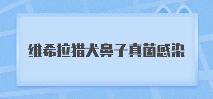 维希拉猎犬鼻子真菌感染