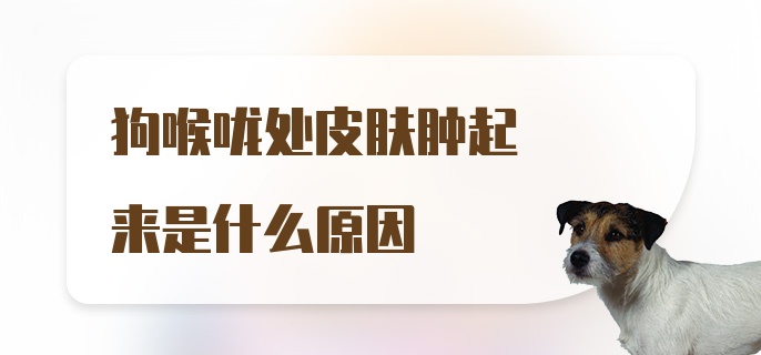 狗喉咙处皮肤肿起来是什么原因