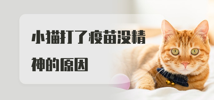 小猫打了疫苗没精神的原因