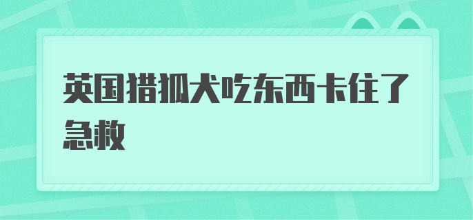 英国猎狐犬吃东西卡住了急救