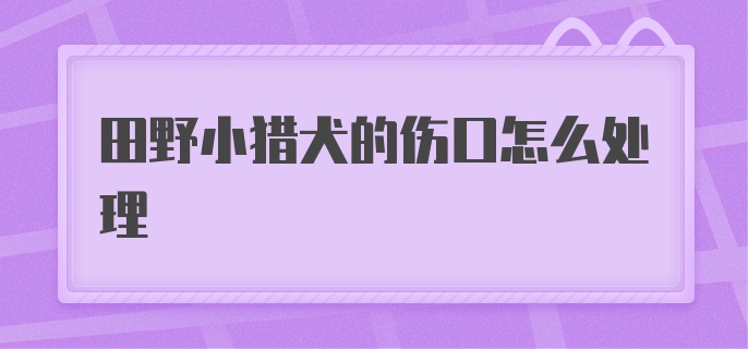 田野小猎犬的伤口怎么处理