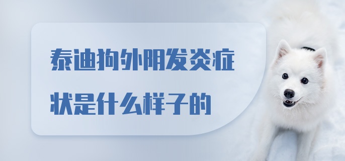 泰迪狗外阴发炎症状是什么样子的