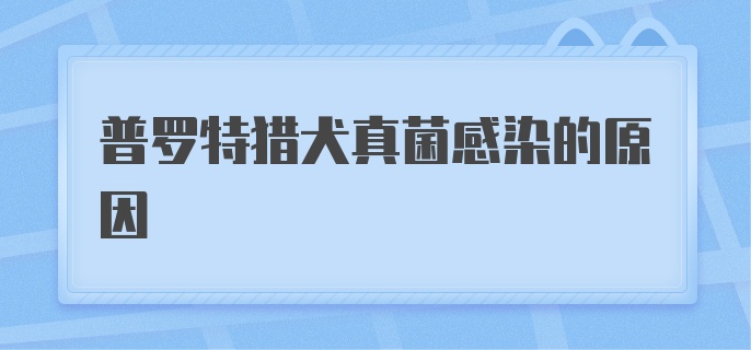 普罗特猎犬真菌感染的原因