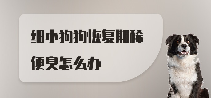 细小狗狗恢复期稀便臭怎么办